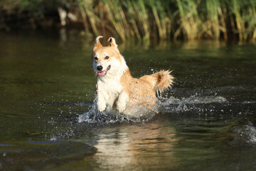 Cute pembroke welsh corgi having fun in the water on the beach 