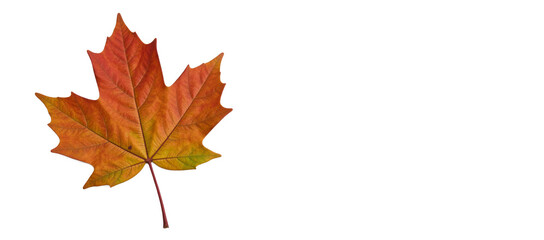 Maple Leaf Isolated as Transparent PNG Background