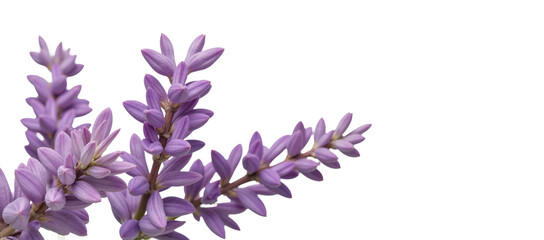 Obraz premium Lavender bloom featured against an isolated transparent PNG background