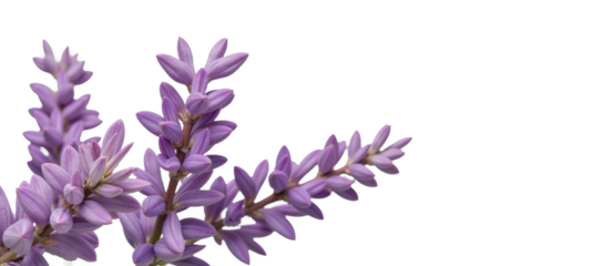 Lavender bloom featured against an isolated transparent PNG background