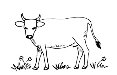 Hand drawn vector sketch with black outline. Cow in the meadow, cattle, farm animals, pasture, grass. Milk, dairy products.