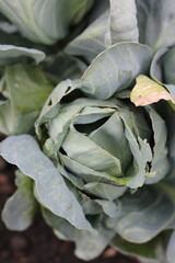 Obraz premium green cabbage growing in the summer garden