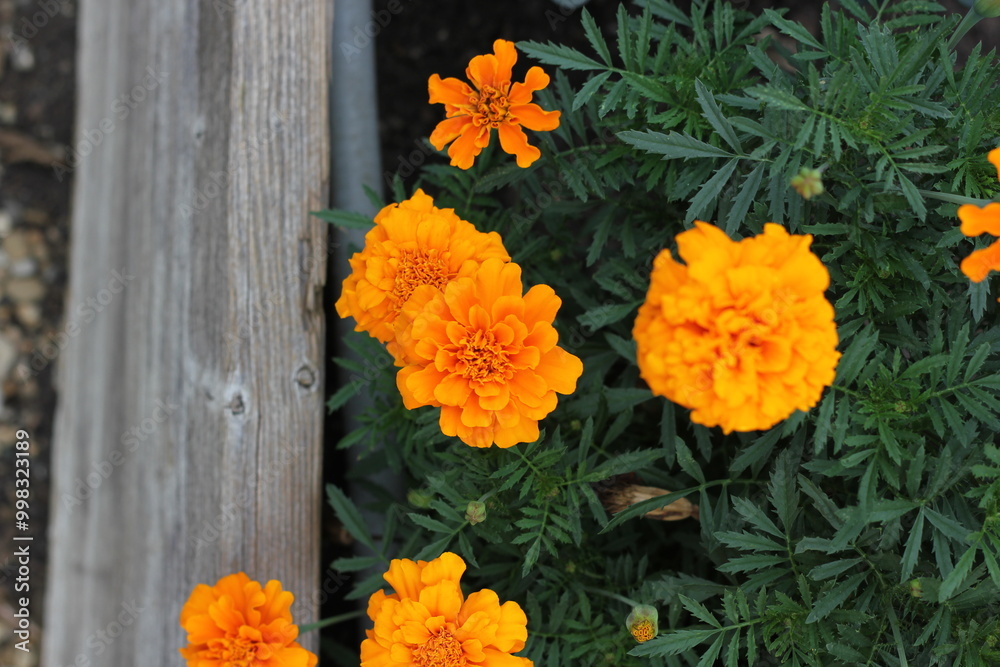 Wall mural yellow flowers on a wooden background