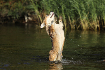 Fototapeta premium Cute pembroke welsh corgi having fun in the water on the beach 