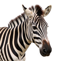 Zebra illustrated against an isolate transparent PNG