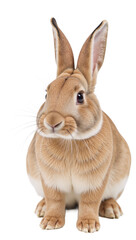 Rabbit isolated as transparent PNG