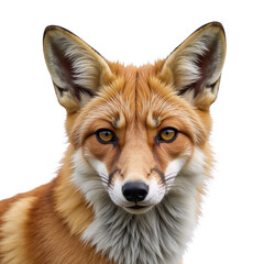 Fototapeta premium Fox isolated as an transparent PNG image with no visible background