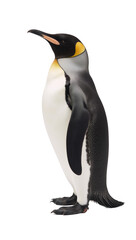 Fototapeta premium A penguin is featured against an isolating transparent PNG background