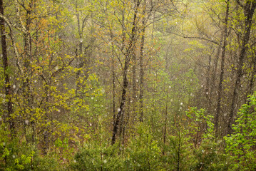 Snowfall in Smoky Mountains Forest