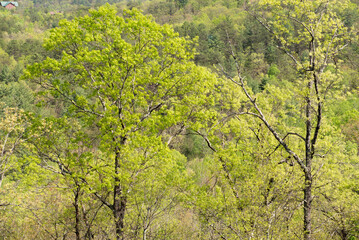 Dense Greenery in Smoky Mountains