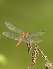 close-up red dragonfly, large dragonfly on a dried branch, vertical photo dragonfly, beautiful Sympetrum, red dragonfly with green background