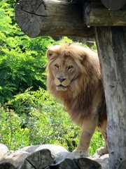 Obraz premium Lion