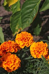 orange flower in garden