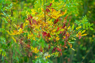 
Beginning of autumn. Plexus of autumn colorful leaves.