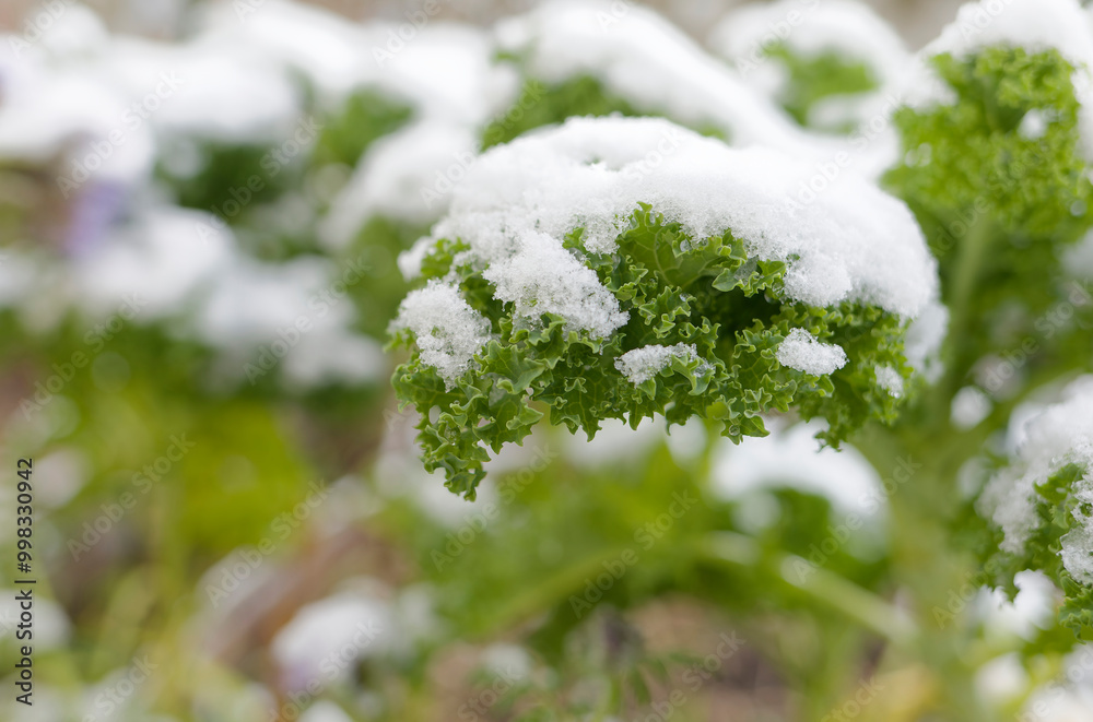 Wall mural kale under snow