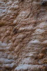 Close-up of a textured surface with intricate, layered details in shades of brown and beige. Perfect for abstract, nature-inspired designs, backgrounds, or architectural patterns.