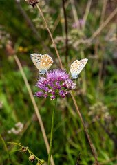 Two female Adonis blue butterflies on a mouse garlic flower  in the French Jura region.  