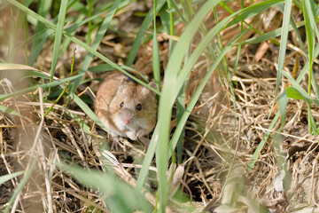 mouse in the grass