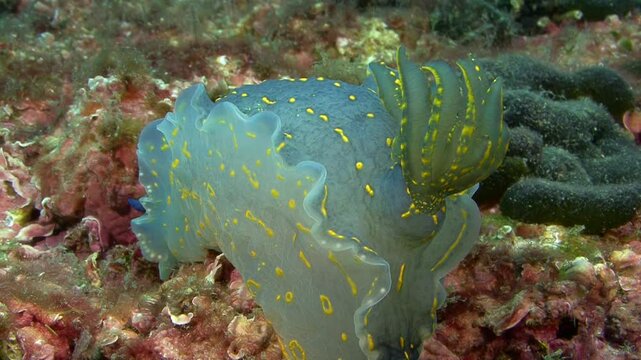 Top-down view of the gills of a giant Doris or Hypselodoris elegans, a nudibranch species in the Mediterranean Sea. This vibrant nudibranch can grow up to 20 cm. Check my portfolio for similar footage