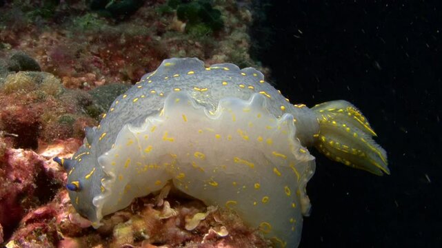 A giant Doris (Hypselodoris elegans), from the nudibranch family, advances across the reef, curving its body gracefully. Check my portfolio for more Doris footage.