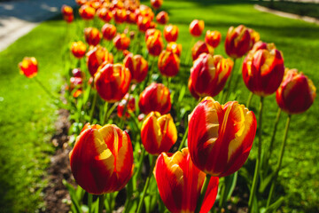 tulips flowers  in the garden in a sunny day