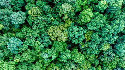 Aerial top view of green forest tree, Tropical rain forest tree ecosystem and healthy environment, Texture and background of green tree forest.