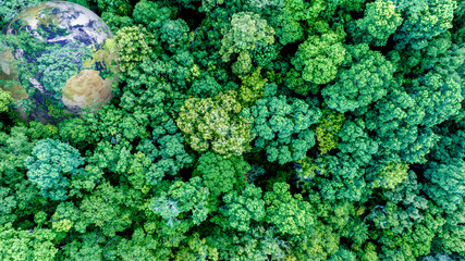 Aerial view of nature green forest and tree. Forest ecosystem and health concept and background, texture of green forest from above.Nature conservation concept.Natural scenery tropical green forest.