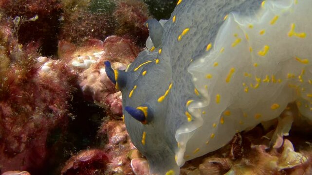 Close-up of the head of a giant Doris or Hypselodoris elegans, a nudibranch species found in the Mediterranean Sea. This colorful creature can grow up to 20 cm. Check my portfolio for more nudibranch.