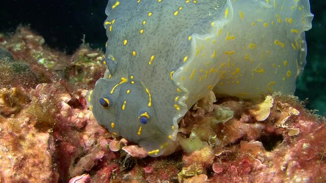 Close-up of the head of a giant Doris or Hypselodoris elegans, a nudibranch species found in the Mediterranean Sea. This colorful creature can grow up to 20 cm. Check my portfolio for more nudibranch