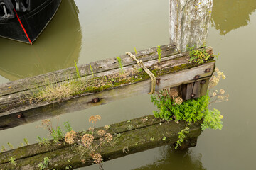 Old weathered jetty in the harbor. Moss and plants have grown on the wood. The screws are rusted.