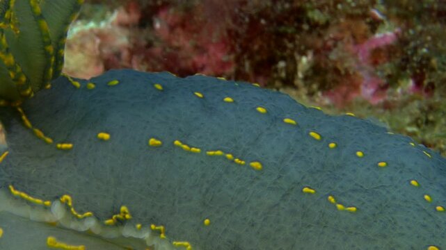 A dorsal view of a giant Doris, or  elegans. This sea slug belongs to the nudibranch family and can grow up to 20 cm. Check my portfolio for more nudibranch footage.