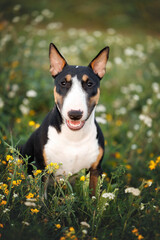 happy young bull terrier puppy sitting on a summer meadow