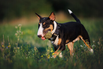 tricolor bull terrier dog fetching a ball outdoors in summer