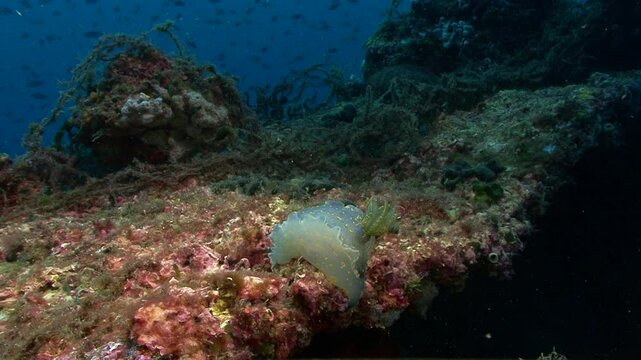 Wide shot from the back of a giant Doris or Hypselodoris elegans. From the nudibranch family, growing up to 20cm in length. Check my portfolio for other nudibranch footage.