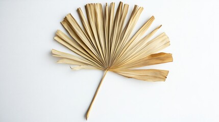 Dried palm tree leaf arranged in a fan shape set against a white background