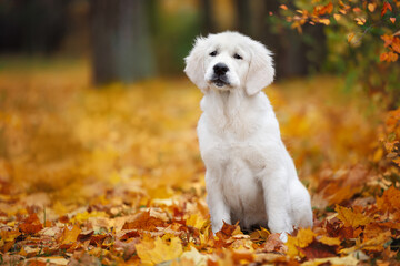 cute golden retriever puppy sitting outdoors on fallen autumn leaves