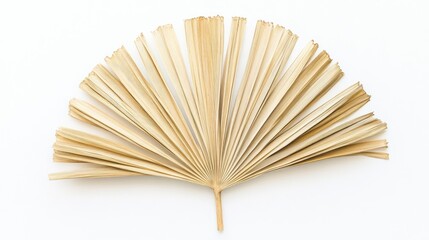 Dried palm tree leaf arranged in a fan shape set against a white background