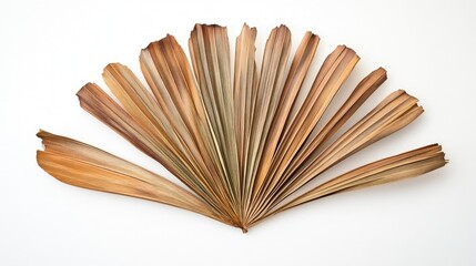 Dried palm tree leaf arranged in a fan shape set against a white background