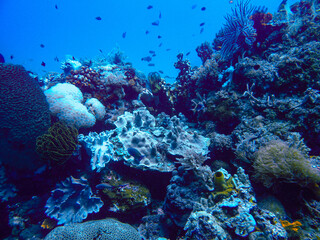 Coral underwater scuba diving