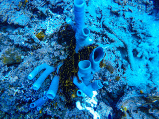 Coral underwater scuba diving