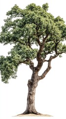 Fototapeta premium Isolated oak tree with detailed bark texture on a white background