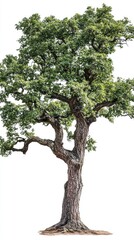 Isolated oak tree with detailed bark texture on a white background