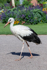 Strasbourg, France - August 28th 2024 : View on a white stork sitting in the Orangerie Park in Strasbourg.