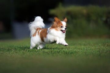 happy papillon dog running outdoors on green grass