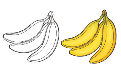 Banana's sketch. Banana vintage doodle icons. Vector illustration