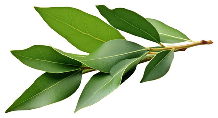 PNG Leaf plant herbs transparent background