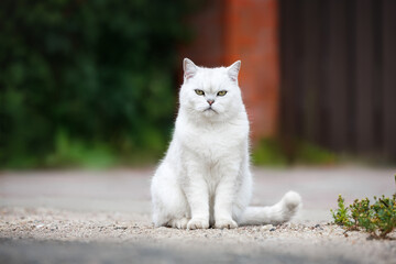 Obraz premium funny british shorthair cat sitting outdoors in summer.