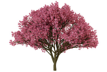Pink blooming cherry blossom tree in spring, isolated on black background © omkuhh