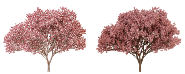 Two Pink Blossom Trees Isolated on Black Background