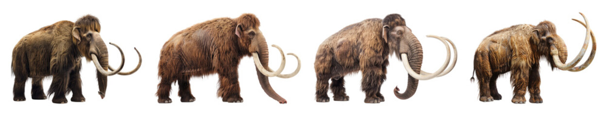 Fototapeta premium Set of Mammoths in Dynamic Poses Isolated on Transparent Background
